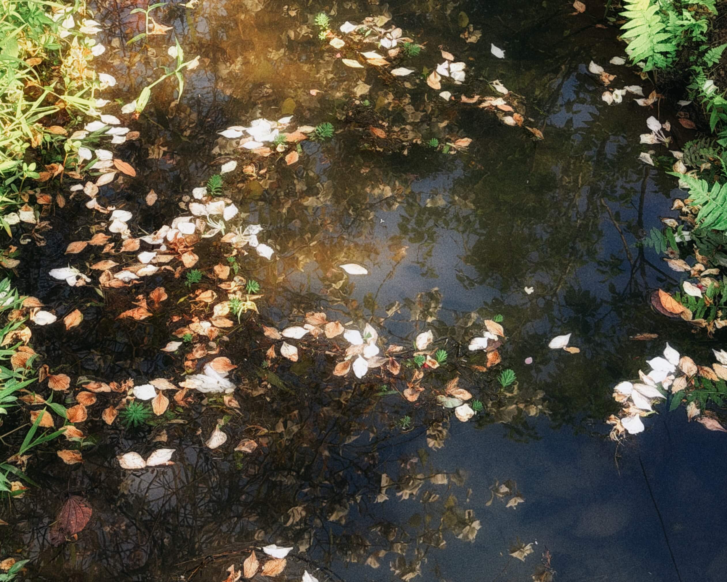 浅水与水草之间漂着许多白色和褐色花瓣，水面映出树枝与天空。